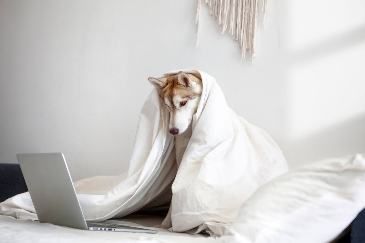 Dog looking at laptop under doona